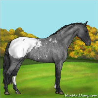 Horse Color:Blue Roan Appaloosa 