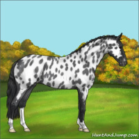 Horse Color:Blue Roan Appaloosa 