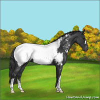 Horse Color:Blue Roan Appaloosa
