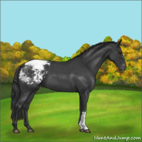 Horse Color:Blue Roan Appaloosa 