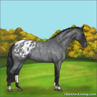Horse Color:Blue Roan Appaloosa 