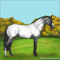 Horse Color:Blue Roan Appaloosa 