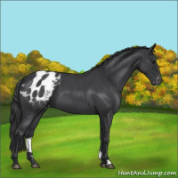 Horse Color:Blue Roan Appaloosa 