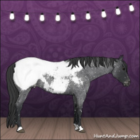 Horse Color:Blue Roan Snowcap 
