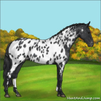 Horse Color:Blue Roan Near Leopard 