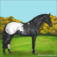 Horse Color:Blue Roan Appaloosa
