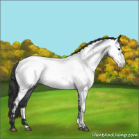 Horse Color:Blue Roan Appaloosa 