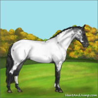 Horse Color:Blue Roan Appaloosa 