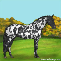 Horse Color:Black Near Leopard 