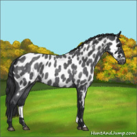 Horse Color:Blue Roan Near Leopard 