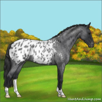 Horse Color:Blue Roan Appaloosa 