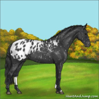 Horse Color:Blue Roan Near Leopard 