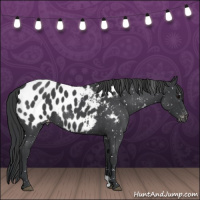 Horse Color:Blue Roan Near Leopard 