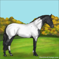 Horse Color:Blue Roan Appaloosa 