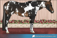 Horse Color:Gray White Spotted Buckskin 