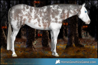 Horse Color:Liver Chestnut Mushroom Sabino Splash