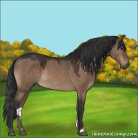 Horse Color:Brown Dun 