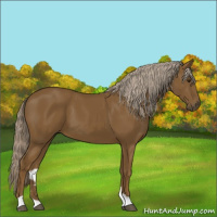 Horse Color:Chocolate Palomino 
