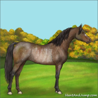 Horse Color:Buckskin Rabicano 