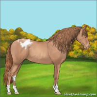 Horse Color:Gold Champagne Appaloosa 