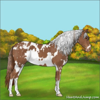 Horse Color:White Spotted Chestnut Appaloosa 