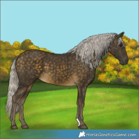 Horse Color:Silver Buckskin 