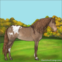 Horse Color:Liver Red Dun Appaloosa 