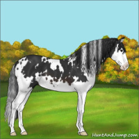 Horse Color:White Spotted Brown Splash 