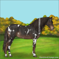 Horse Color:White Spotted Liver Chestnut 