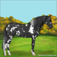 Horse Color:White Spotted Black 