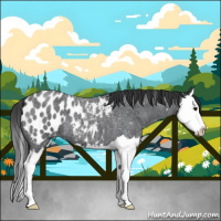 Horse Color:Blue Roan Splash Appaloosa