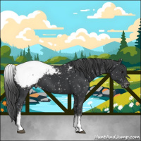Horse Color:White Spotted Black Snowcap 