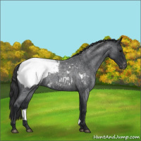 Horse Color:Blue Roan Appaloosa 