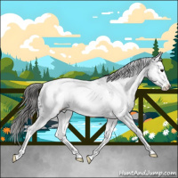 Horse Color:Blue Roan Splash Appaloosa 