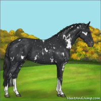 Horse Color:White Spotted Black Tobiano Appaloosa 