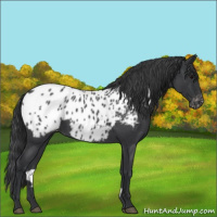 Horse Color:Blue Roan Near Leopard 