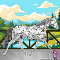 Horse Color:Blue Roan Near Leopard 