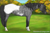 Horse Color:Blue Roan Appaloosa 