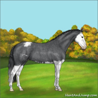 Horse Color:Blue Roan Splash Appaloosa 