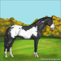 Horse Color:Blue Roan Frame Appaloosa 