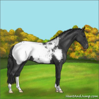 Horse Color:Blue Roan Near Fewspot 
