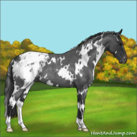 Horse Color:White Spotted Blue Roan Blanket 