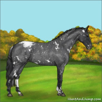 Horse Color:White Spotted Blue Roan Appaloosa 