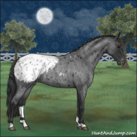 Horse Color:Blue Roan Appaloosa