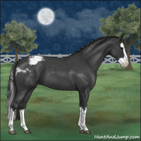 Horse Color:Blue Roan Splash Appaloosa 