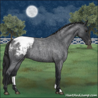 Horse Color:Blue Roan Varnish 