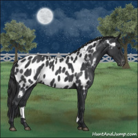 Horse Color:Blue Roan Appaloosa 