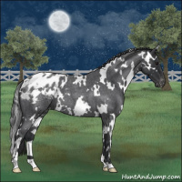 Horse Color:White Spotted Blue Roan Appaloosa 