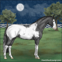 Horse Color:Blue Roan Splash Appaloosa 