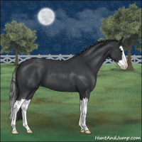 Horse Color:Blue Roan Splash Appaloosa 